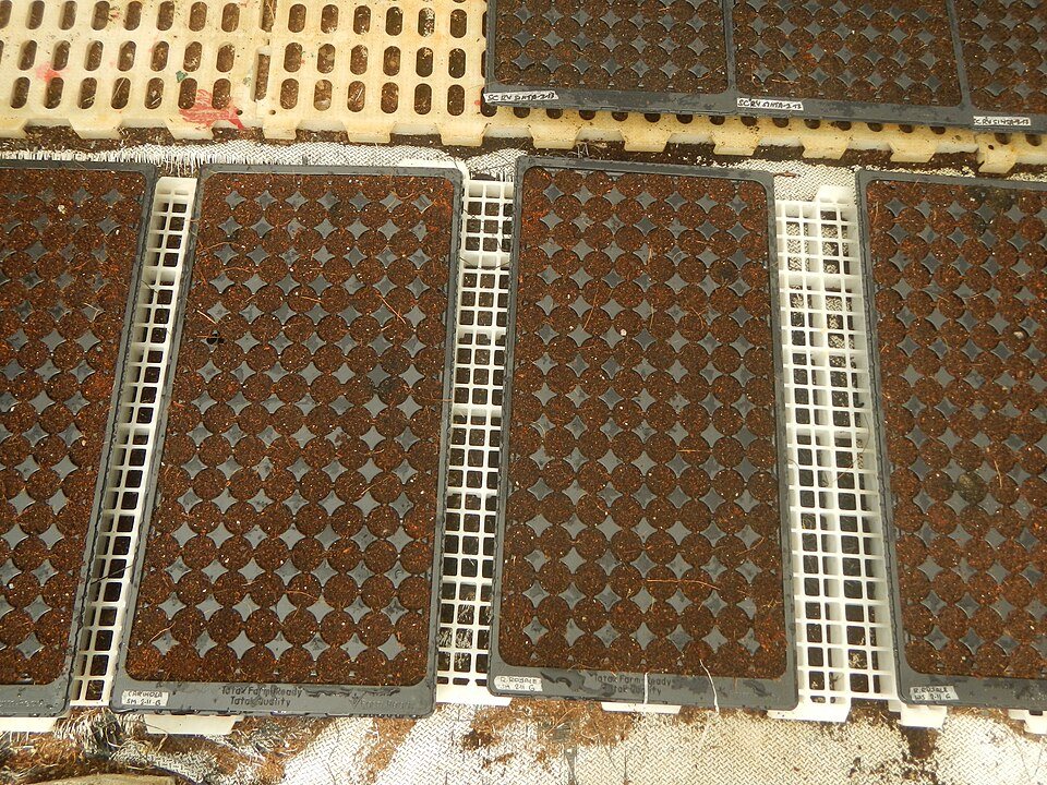 Bandejas de mudas de hortaliças numa casa de vegetação