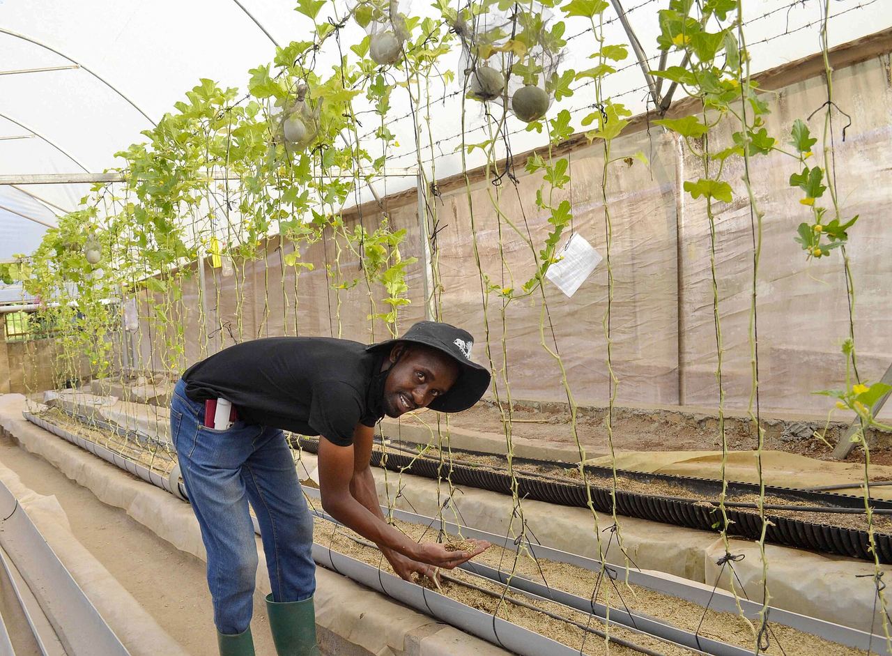 Produtor mostrando melões de plantas tutoradas em estufa