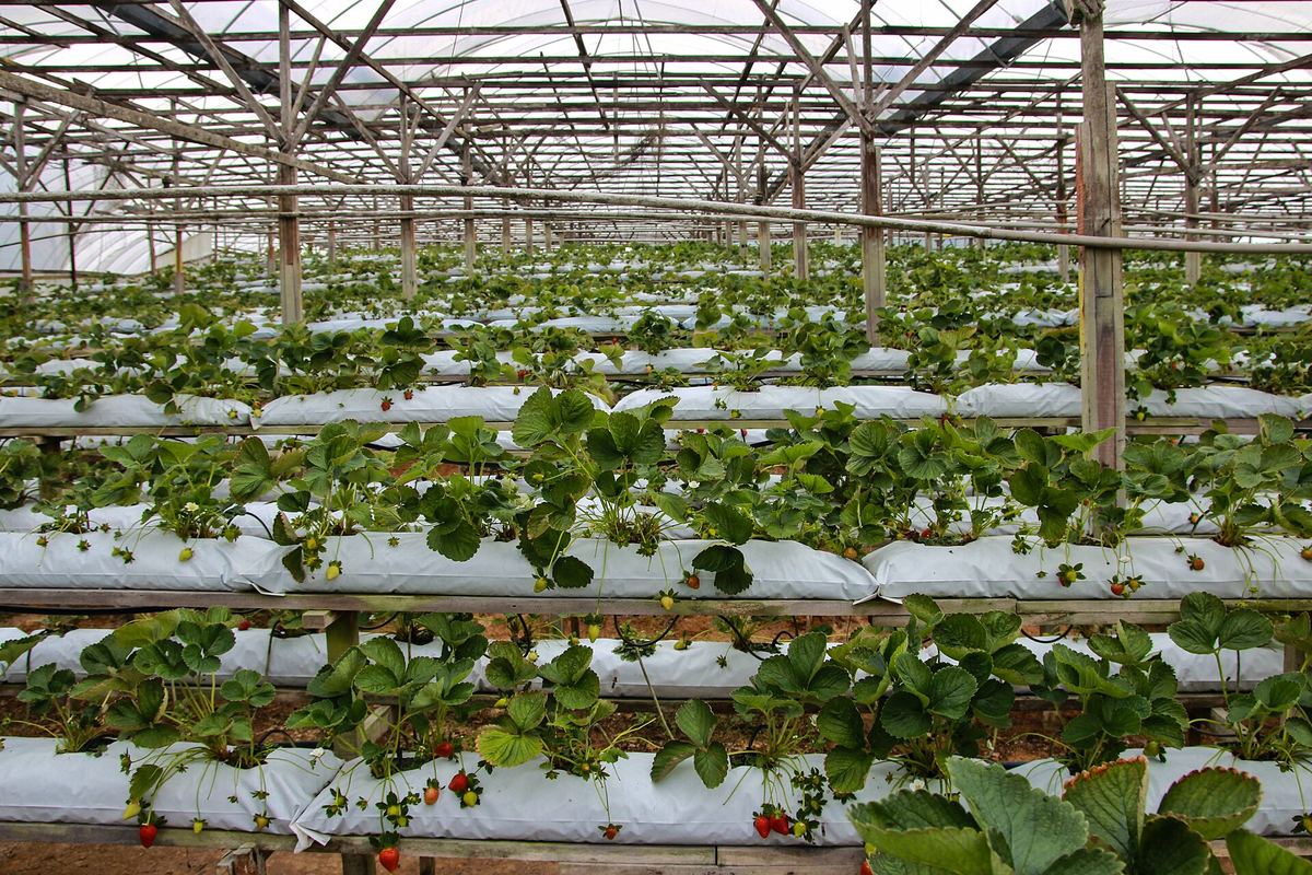 Morangos cultivados em sacos de substrato sobre bancadas suspensas em estufa, Cameron Highlands, Malásia