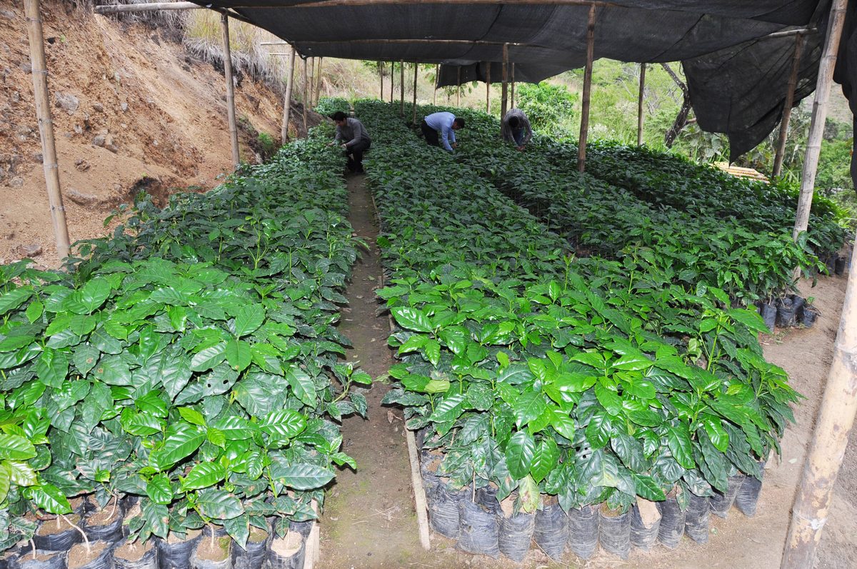 Viveiro de mudas de café