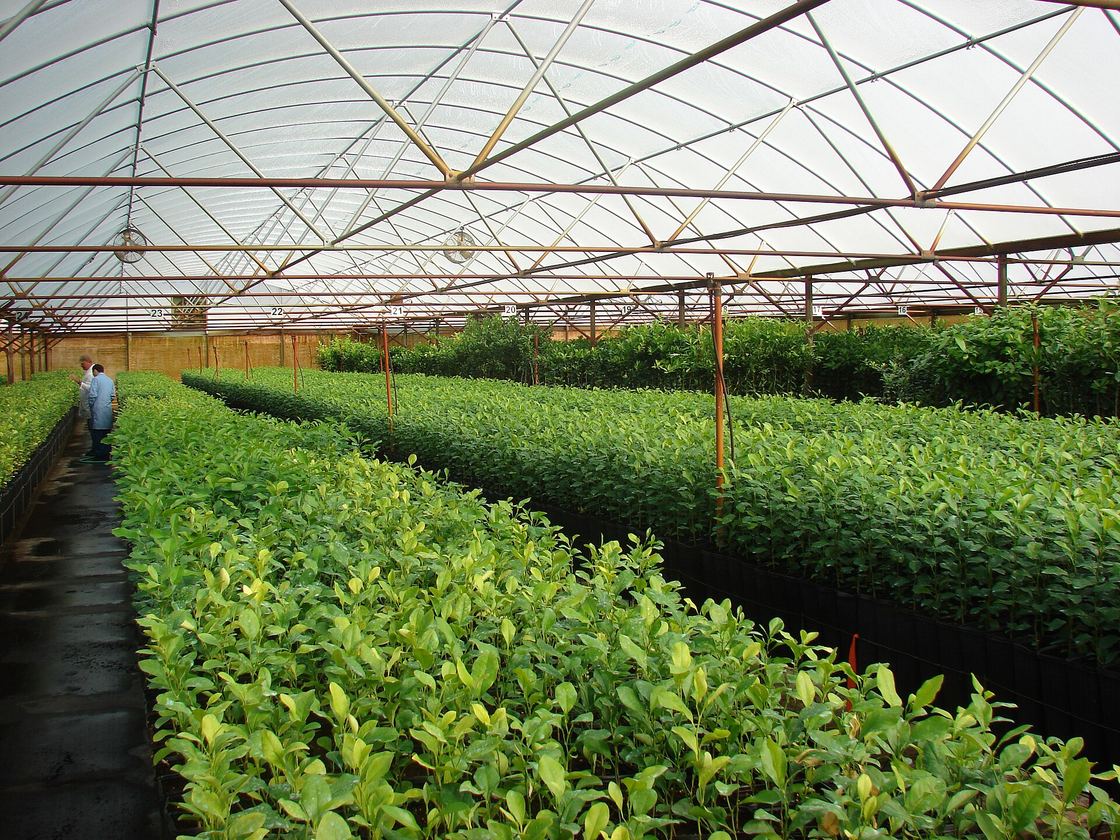 Viveiro protegido de mudas cítricas em recipientes