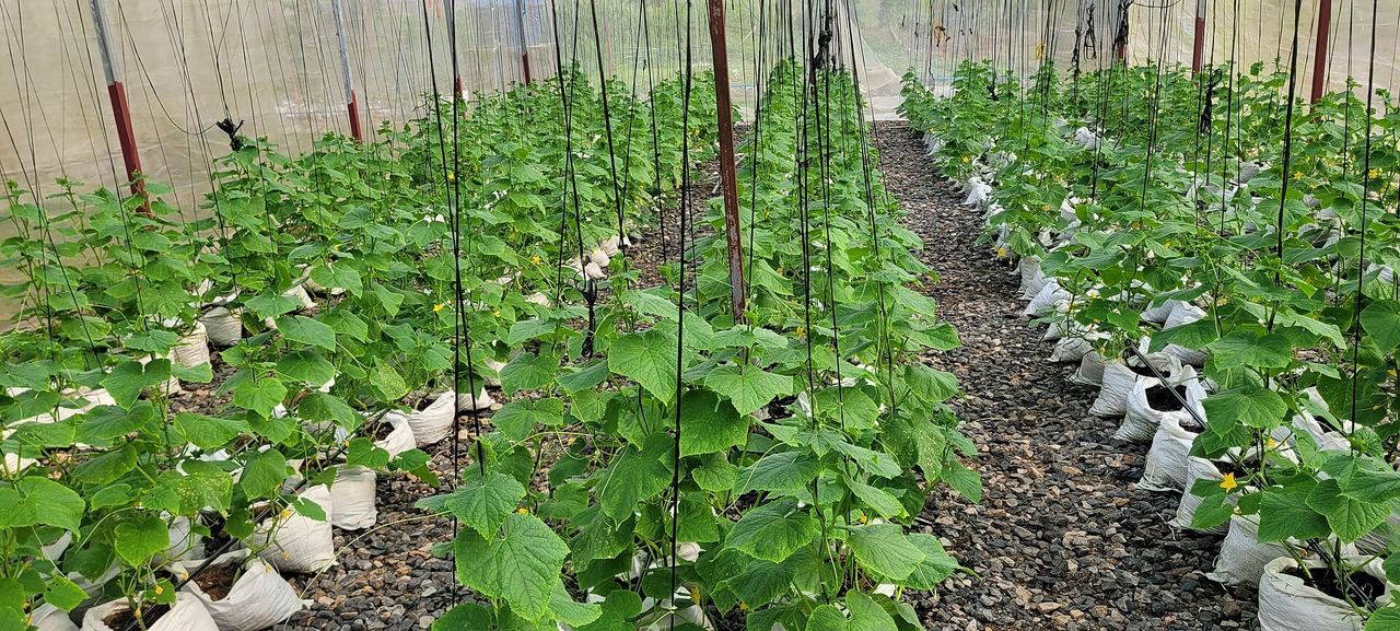 Pepineiros tutorados em estufa, cultivados em sacos de substrato