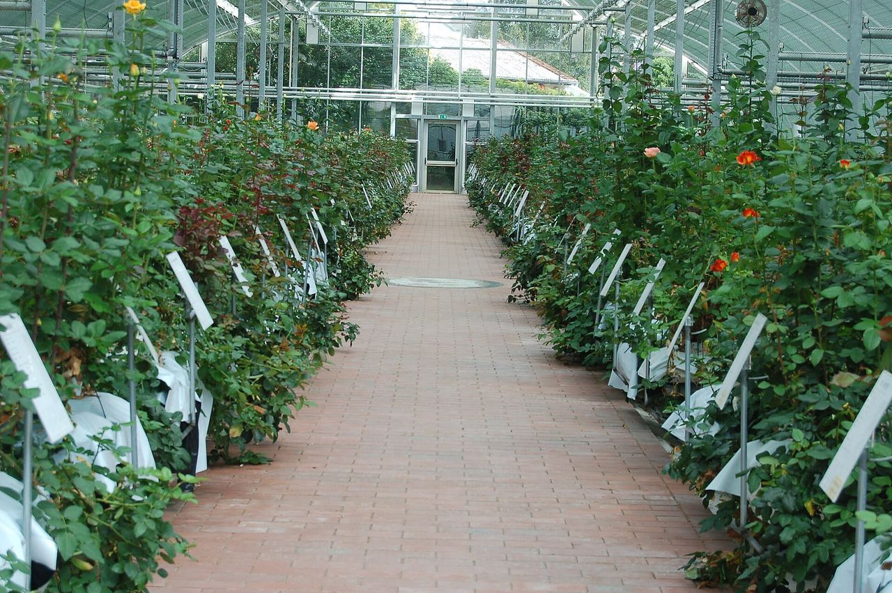 Roseiras cultivadas em estufa do obtentor de rosas Tantau, Uetersen, Alemanha