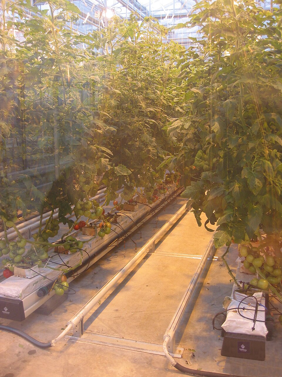 para Tomate em Semi-Hidroponia