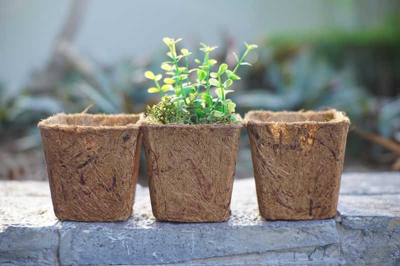 Vasos de fibra de coco com planta
