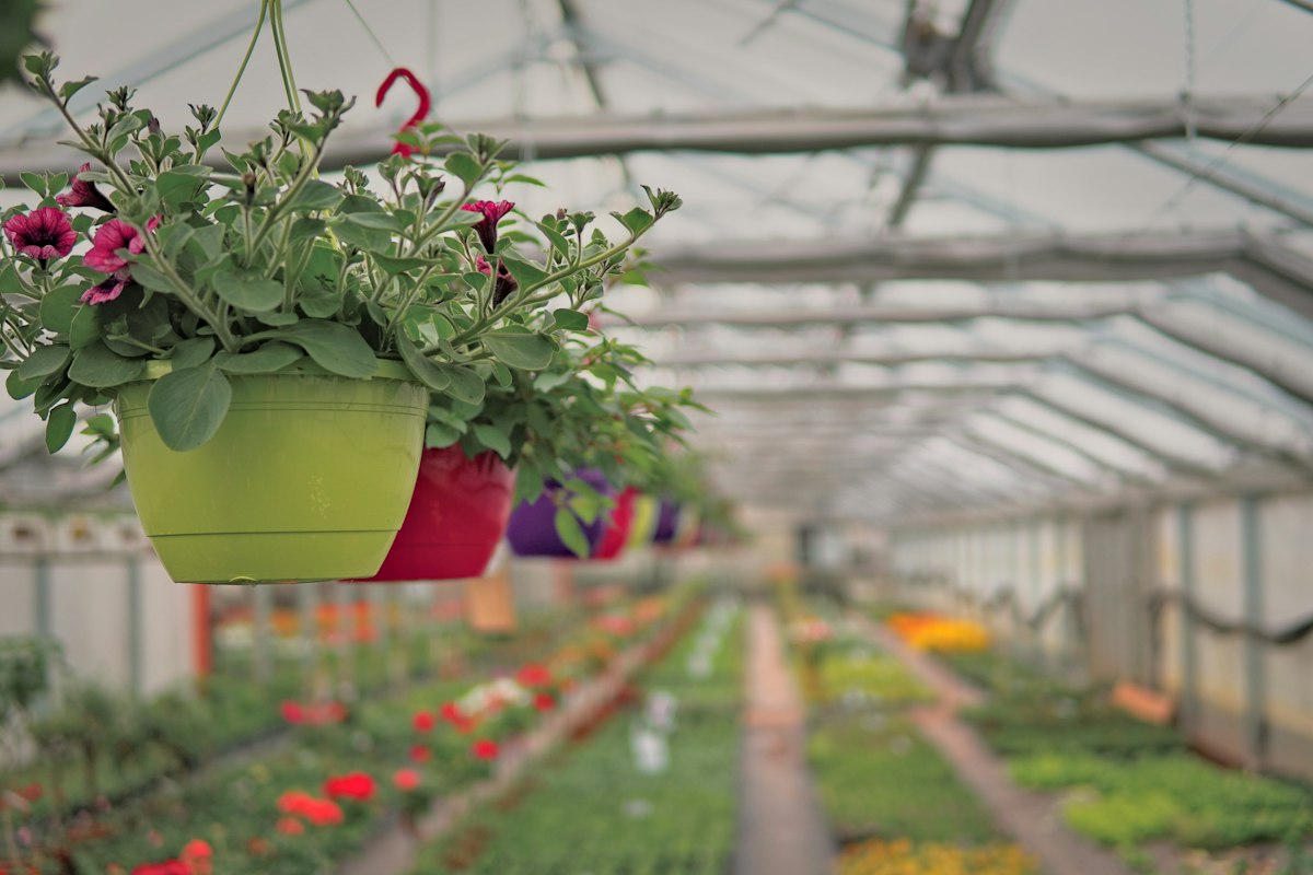 Estufa de viveiro com cestas suspensas e plantas ornamentais em vasos