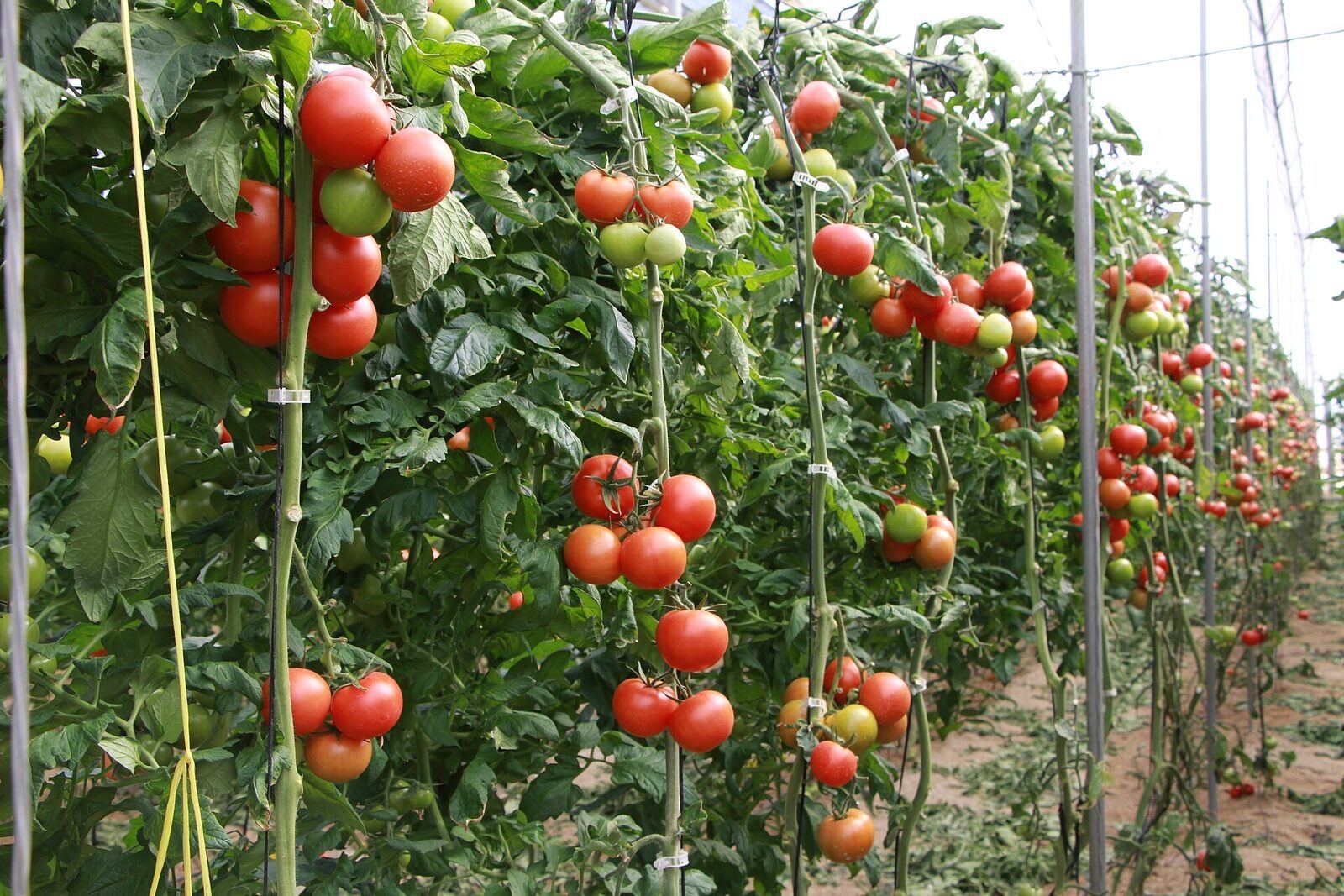 Greenhouse tomatoes on coir substrate - Almeria growing region