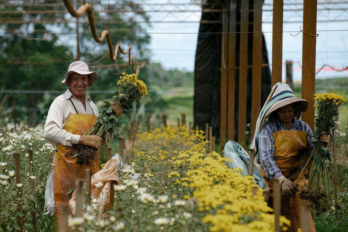 Trabalhadores colhendo crisântemos em plantação de flores em Holambra, Brasil