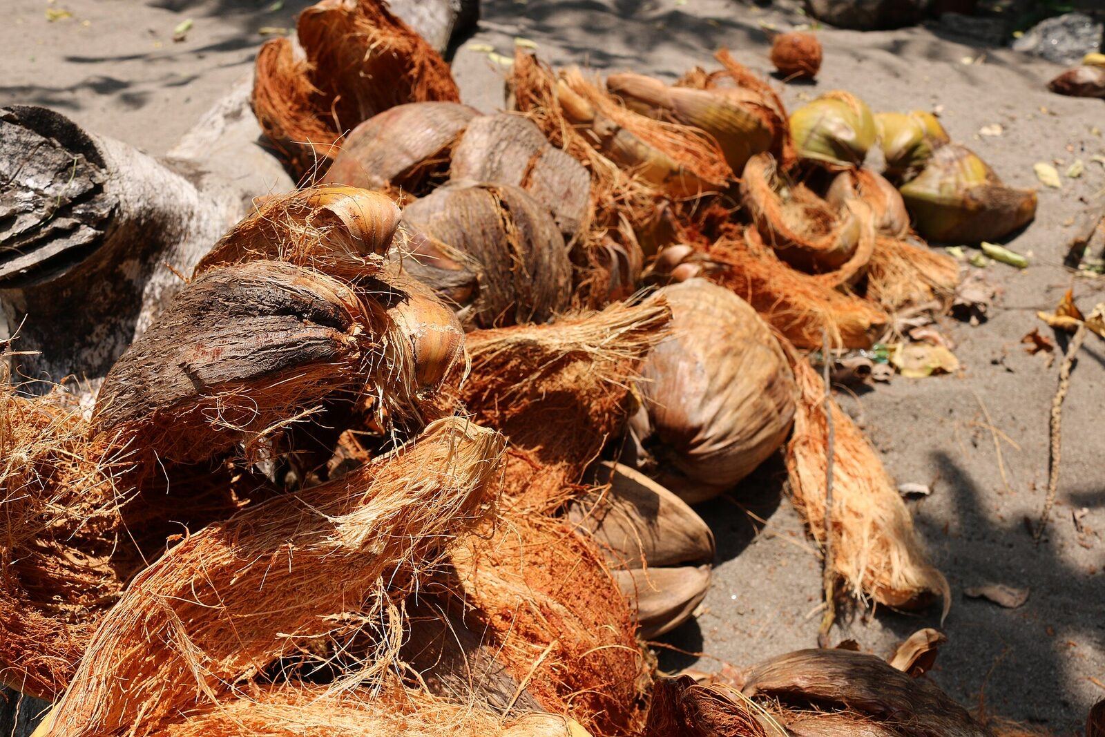 Cascas de coco secando ao sol no Sri Lanka
