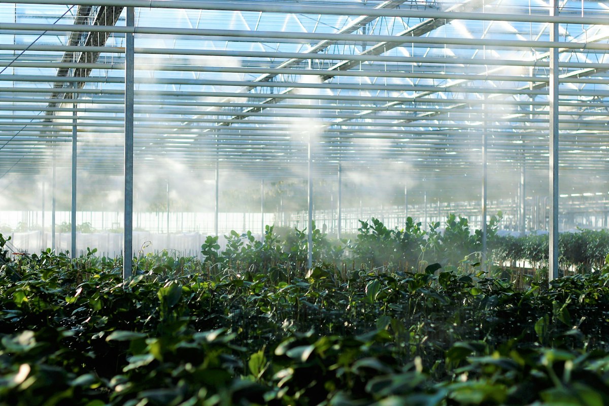 Interior de estufa comercial com plantas nos Estados Unidos