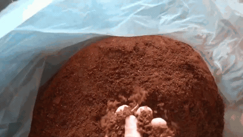 Amostra real de pó fino de coco seco da Carve