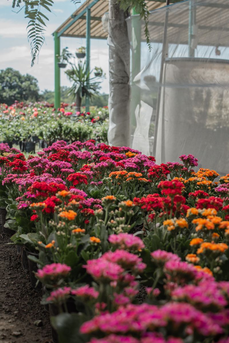 Paisagismo e jardim ornamental
